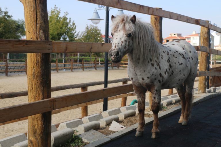 Hayvanat Bahçesinin Yeni Konuğu Küçük Midilli Atı Oldu