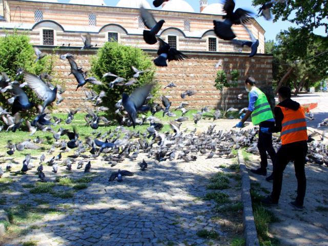 Sokağa çıkma kısıtlamasında Selimiye Meydanı'ndaki güvercinler unutulmadı