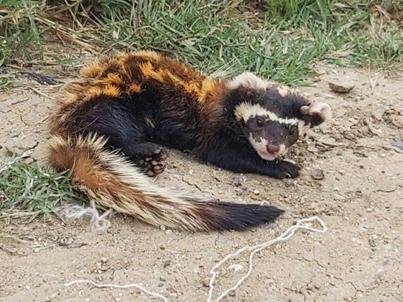 Tekirdağ'da sıkıştığı duvar arasından kurtarılan “alaca sansar” tedaviye alındı