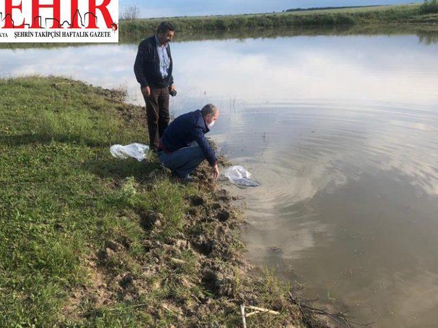 Tekirdağ'da su kaynaklarına 95 bin sazan yavrusu bırakıldı