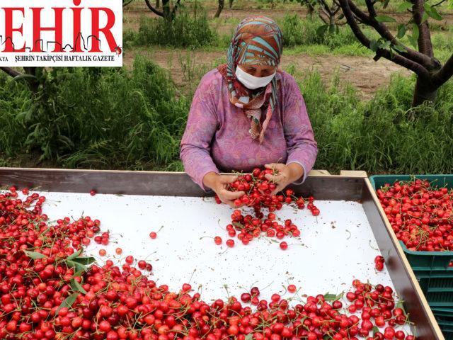 “Çeribaşı” kirazı üreticileri hasat mesaisinde