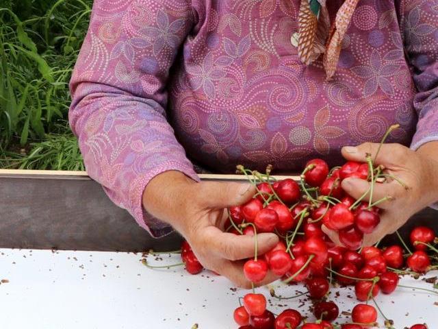 “Çeribaşı” kirazı üreticileri hasat mesaisinde