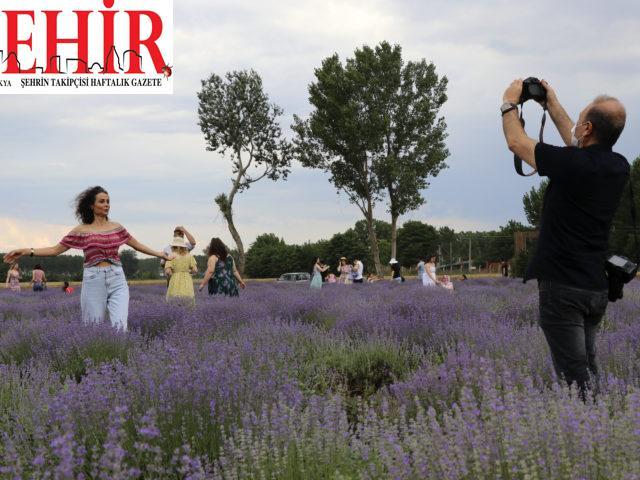 “Doğal fotoğraf stüdyosu” mor tarlalara kontrollü ziyaretler sürüyor