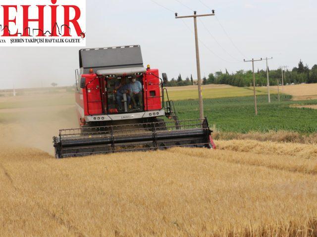 Edirne'de arpa hasadı başladı