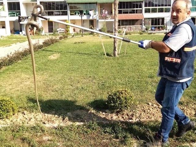 Edirne'de girdiği süs havuzundan çıkarılan yılan, doğaya bırakıldı