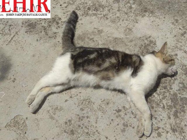 Edirne'de köpek ve kedilerin zehirlendiği iddiası