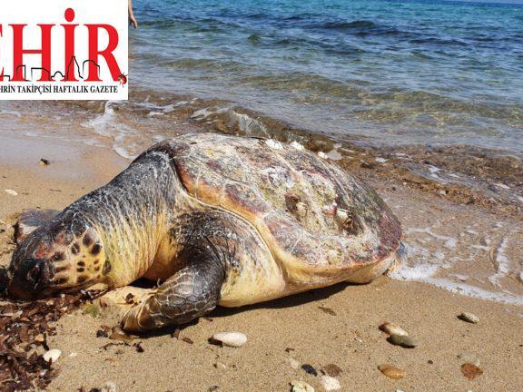 Edirne'de sahile ölü caretta caretta vurdu