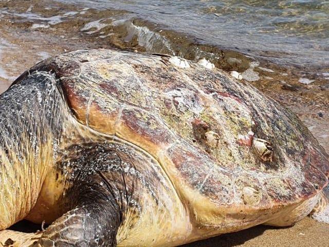 Edirne'de sahile ölü caretta caretta vurdu