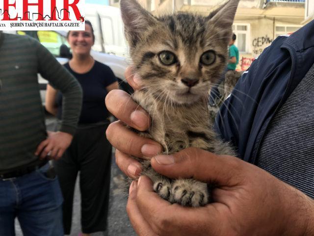 Edirne'de otomobilin motor kısmına sıkışan kedi için seferber oldular
