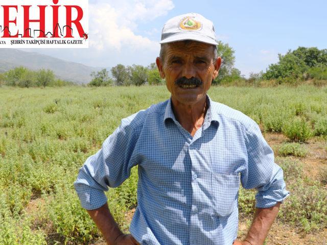 Ganos Dağı eteklerinde ada çayı hasadı başladı