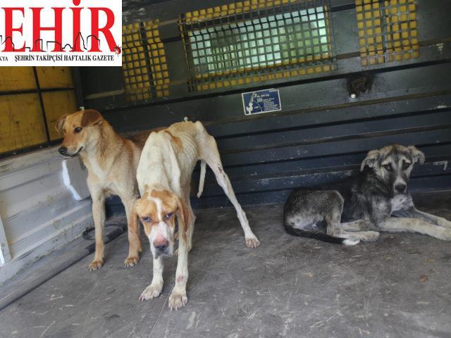 GÜNCELLEME 2 – Kırklareli'nde ormanlık alanda telef olmuş 12 sokak köpeği bulundu