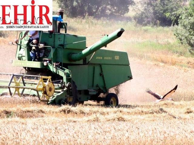 Leyleklerin biçerdöver peşinde çekirge ve böcek avı