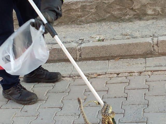 Tekirdağ'da ağaçta yakalanan yılan doğaya salındı