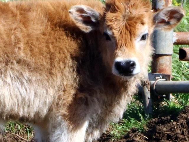 Yerli klon sığırların “üçüncü kuşağı” da sağlıklı gelişiyor