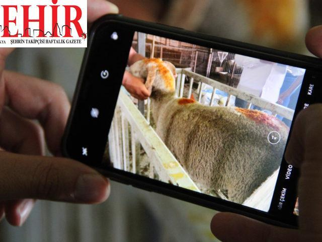 Edirne'de koronavirüs salgını “WhatsApp” üzerinden kurbanlık satışını artırdı