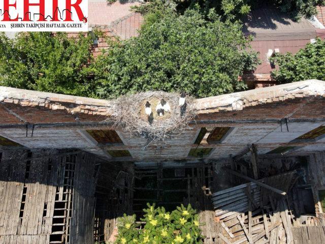Edirne'deki tarihi koza fabrikası leyleklere yuva oldu