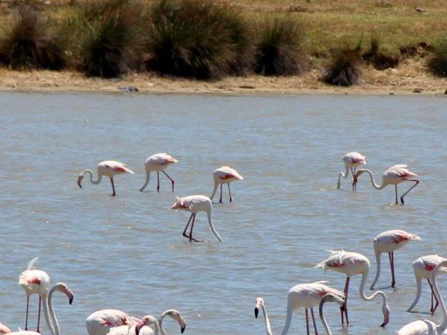 Edirne'nin lagün göllerindeki flamingolar ilgi görüyor