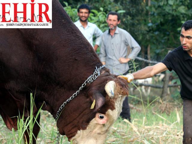 Kırklareli'nde 1 ton 800 kilogramlık “Kocaman” alıcısını bekliyor
