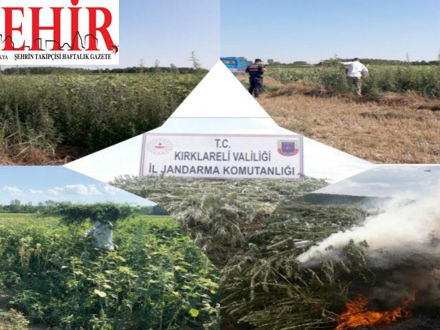 Kırklareli'nde 261 bin 750 kök Hint keneviri imha edildi