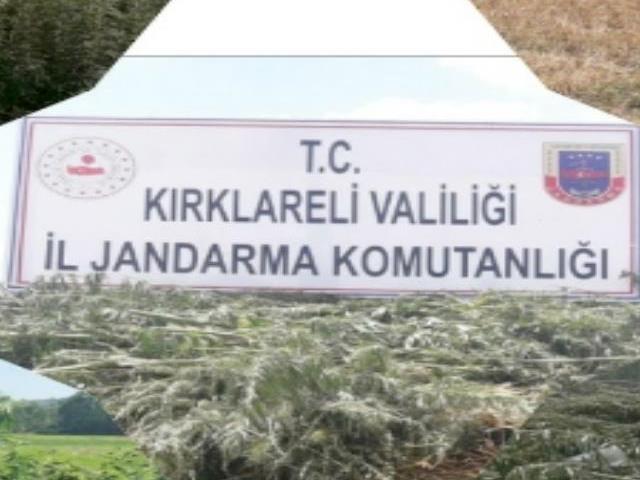 Kırklareli'nde 261 bin 750 kök Hint keneviri imha edildi