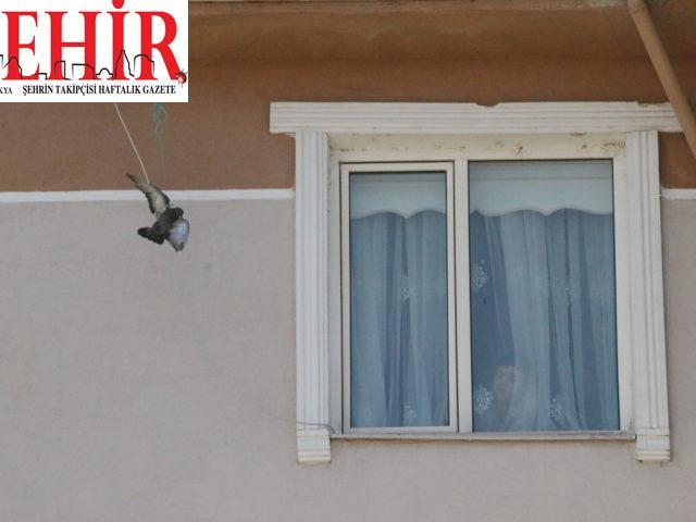 Kırklareli'nde kanadı ipe takılan güvercini itfaiye kurtardı