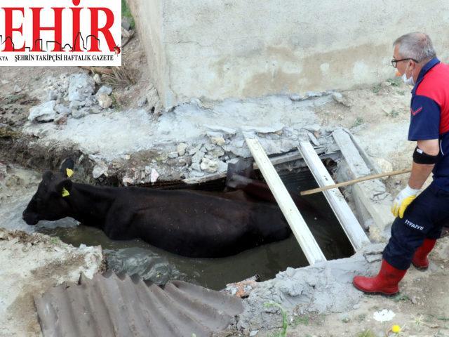 Kırklareli'nde kanalizasyon çukuruna düşen inek kurtarıldı