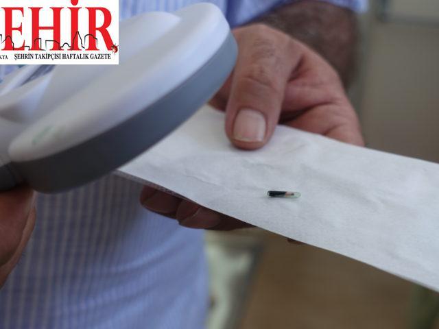 Kırklareli'nde sokak hayvanlarına mikroçip takılıyor