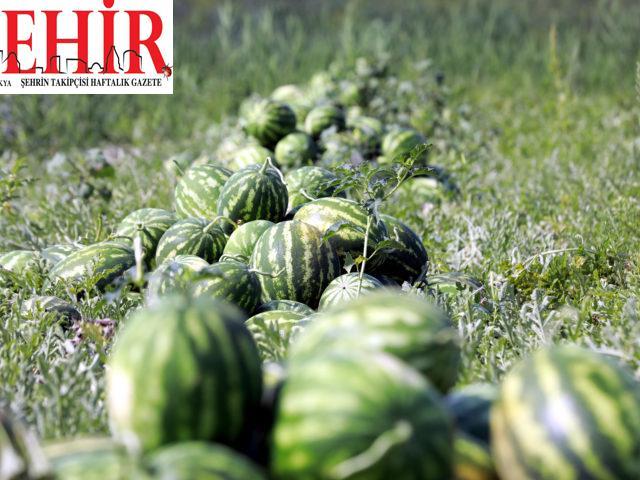 Kırklareli'nin meşhur Kavakdere karpuzunda hasat başladı