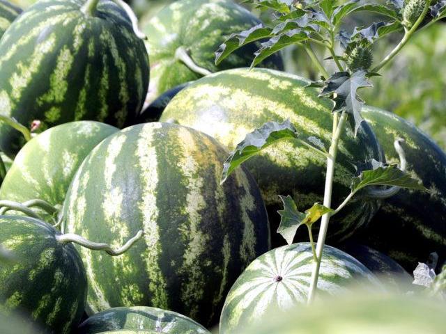 Kırklareli'nin meşhur Kavakdere karpuzunda hasat başladı