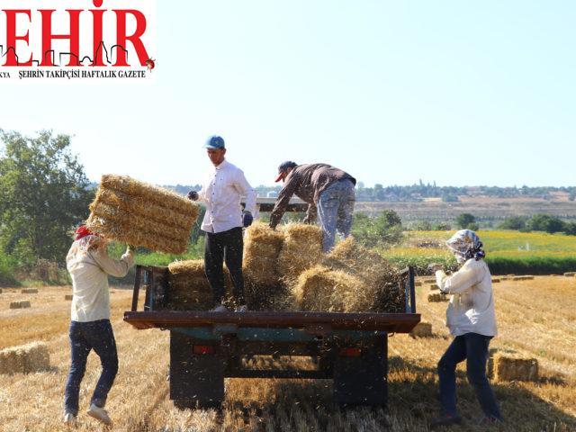 Mevsimlik saman balyası işçilerinin kavurucu sıcaklardaki ekmek mücadelesi