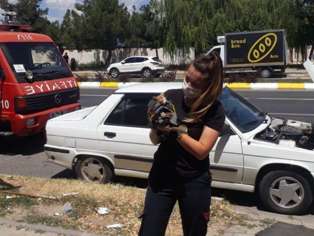 Otomobilin motoruna sıkışan kedi kurtarıldı