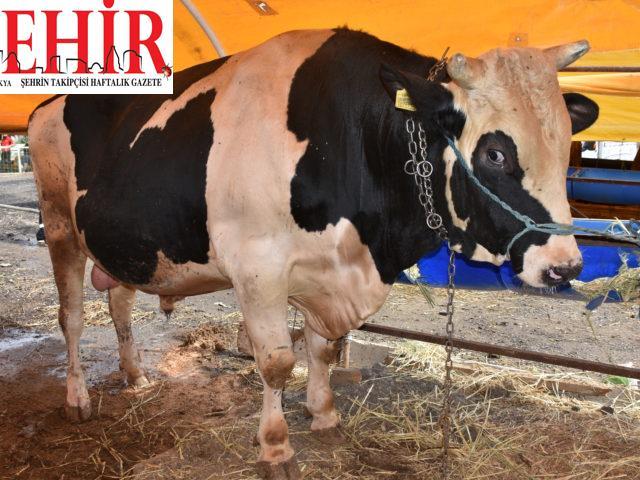 Tekirdağ'da 1 ton 200 kilogramlık “İbocan” adlı dana 24 bin liraya alıcı bekliyor