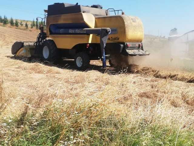 Tekirdağ'da 10 bin yıllık siyez buğdayının hasadı yapıldı