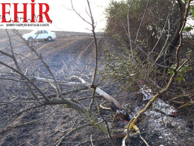 Tekirdağ'da yangın sonucu 200 dönüm ekili alan zarar gördü