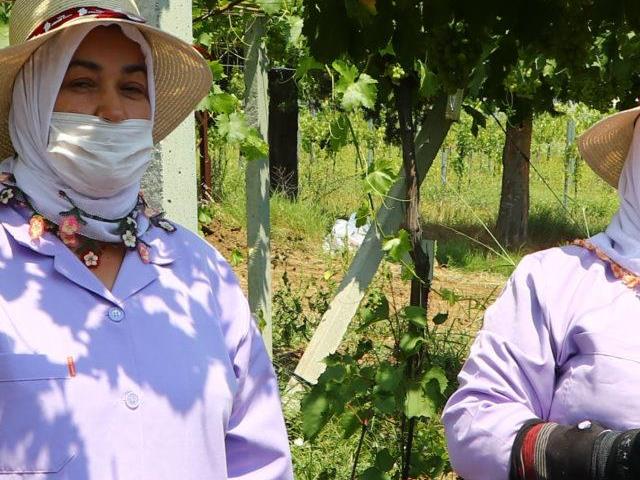 Türk Böbrek Vakfı Başkanı Erk, tarlada çalışan kadınlara su dağıttı