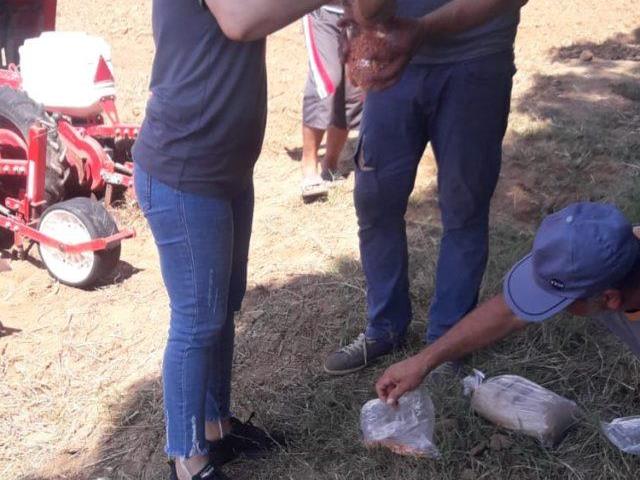 Yerli mısır çeşitlerinin verimleri test edilecek