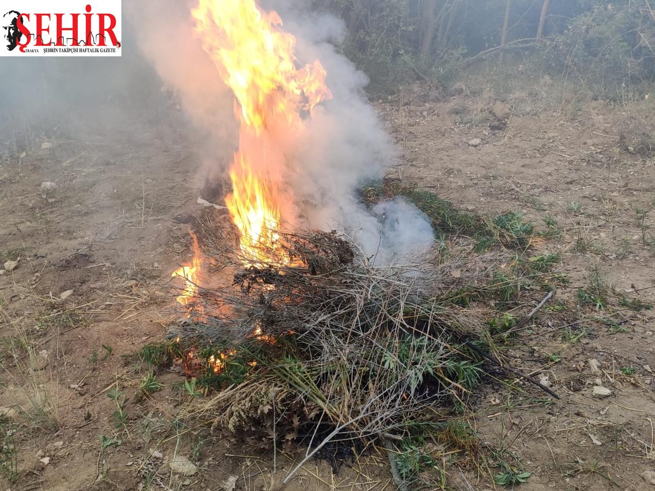 Malkara'da 840 kök Hint keneviri yakılarak imha edildi