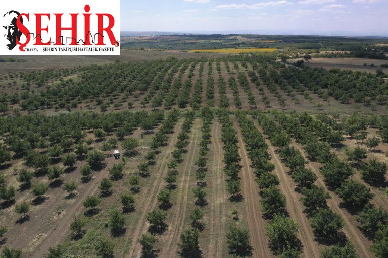 Orman köylüleri ceviz ve badem ağaçlarından 435 milyon lira gelir bekliyor