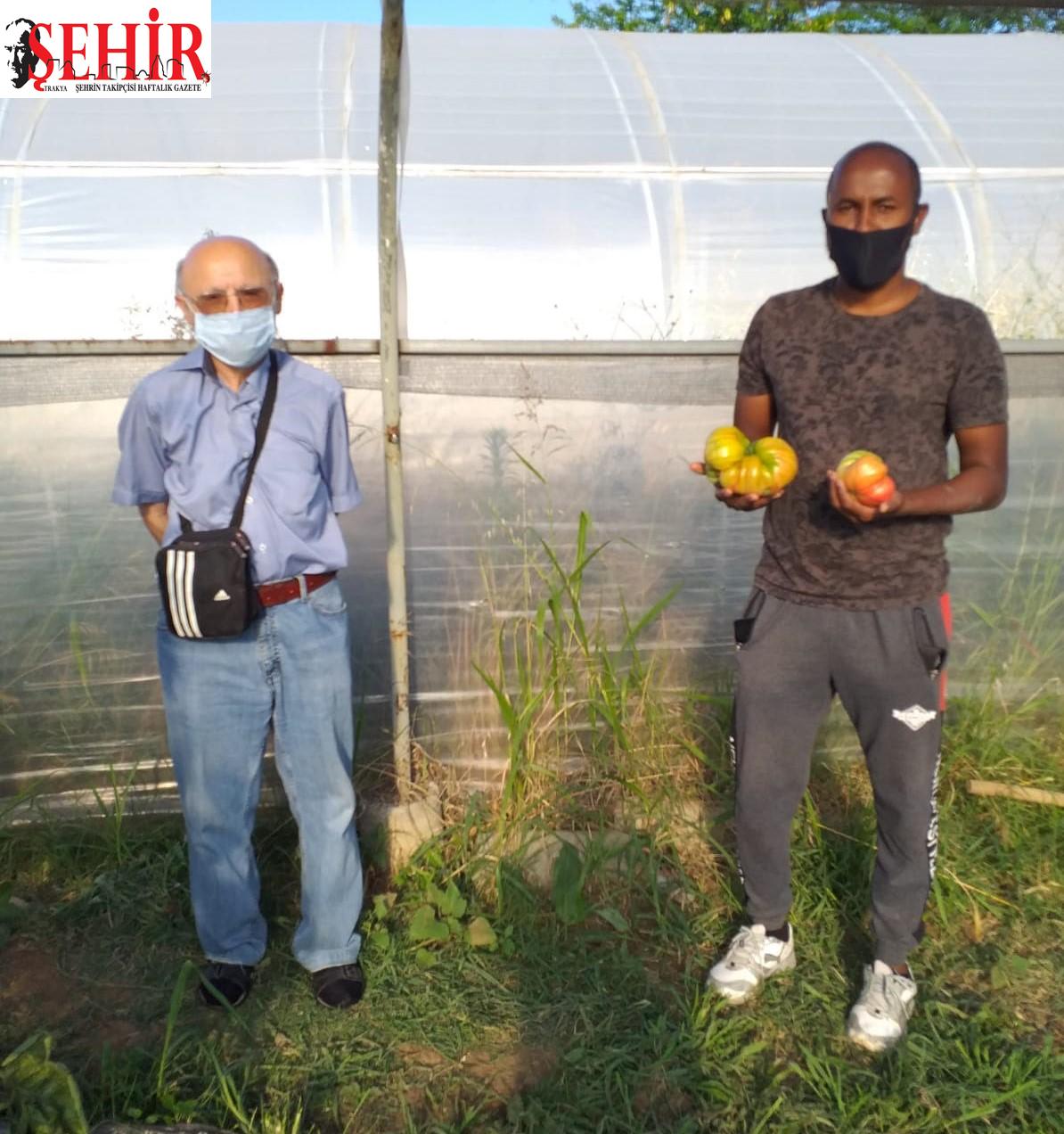 Somalili üniversite öğrencisi 1 kilo 130 gram ağırlığında domates yetiştirdi