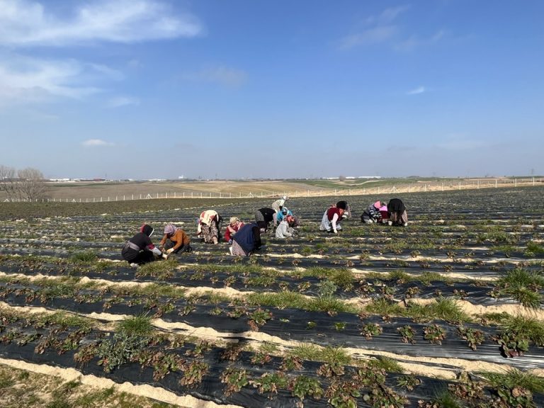 Ergene Belediyesi Çilek Tarlalarını Yeni Sezona Hazırlıyor