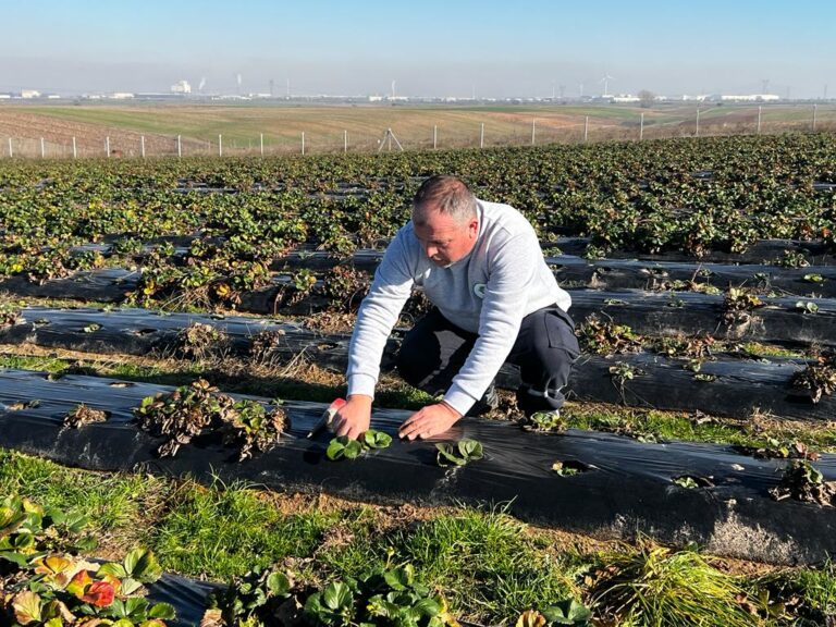Kral Çilek Tarlasında yeni sezon hazırlıkları başladı